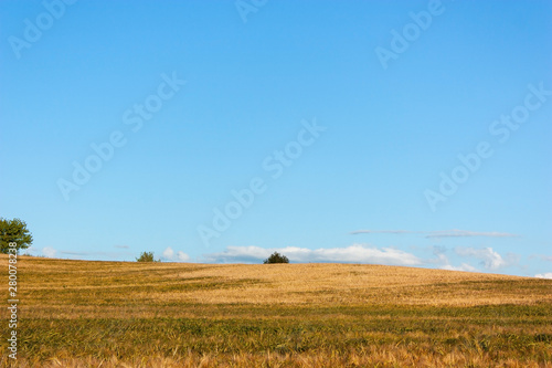 Summer landscape with a golden field in the evening, with stripes of light from the setting sun, trees on the horizon and a blue sky with white clouds.