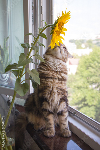 Close-up fluffy kitten Maine Coon sitting on the windowsill next to a vase of sunflowers on the kitchen table