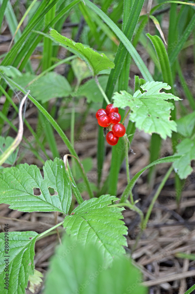 Rubus saxatilis. Red berries in the forest. Summer berries Rubus saxatilis. Red berries in the forest. Summer berries