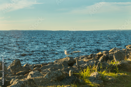 Seagull on the coast of lake Nasijarvi at sunset in Tampere  Finland