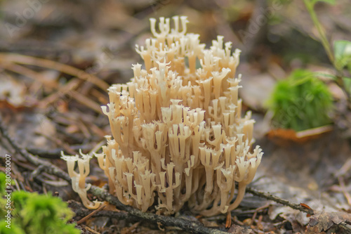 A rare edible coral fungus (Artomyces pyxidatus) in a mixed forest in summer, close-up. Soft focus. The background is blurred.