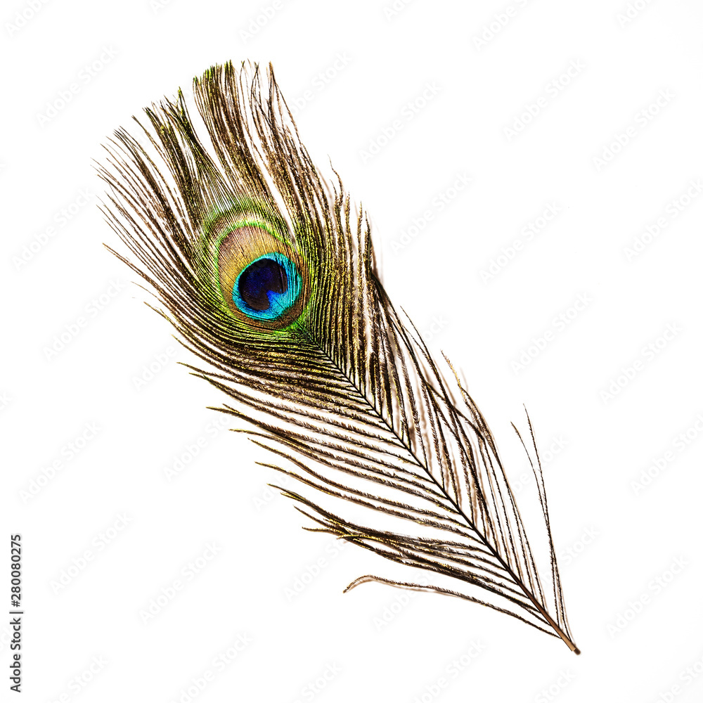 Fototapeta premium colorful peacock feather on white background