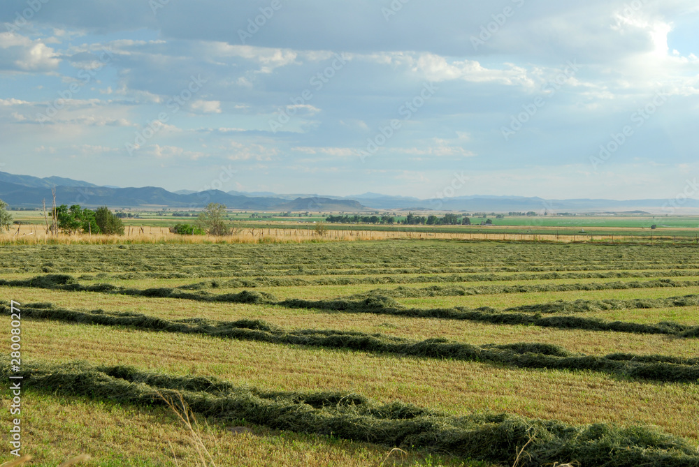 Cut hay on a southwestern ranch