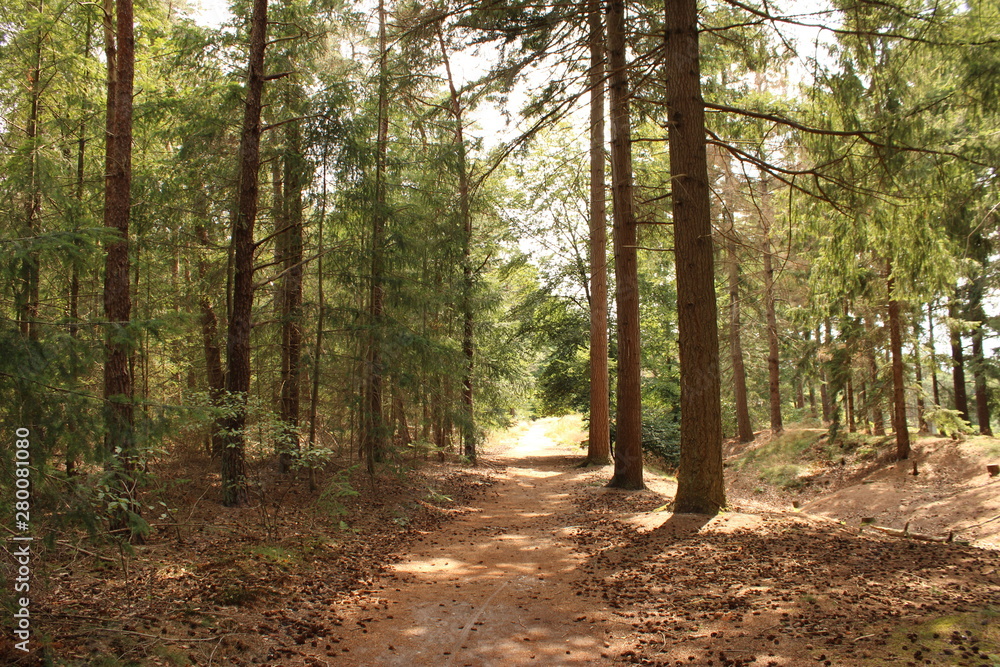 Obraz premium Forest