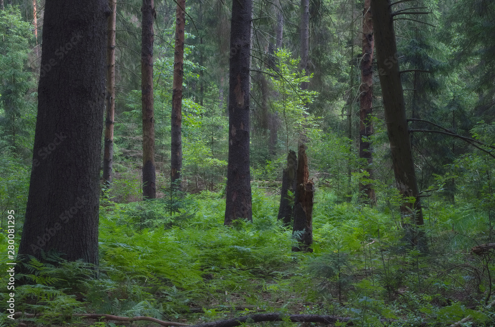 Fototapeta premium Obraz z puszczy