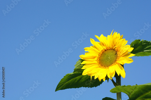 Beautiful yellow flower of a sunflower against a clear blue sky.