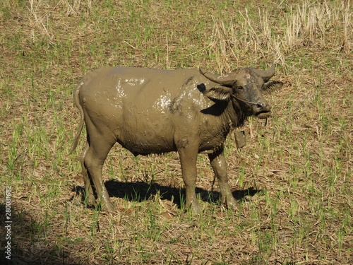 buffle laos