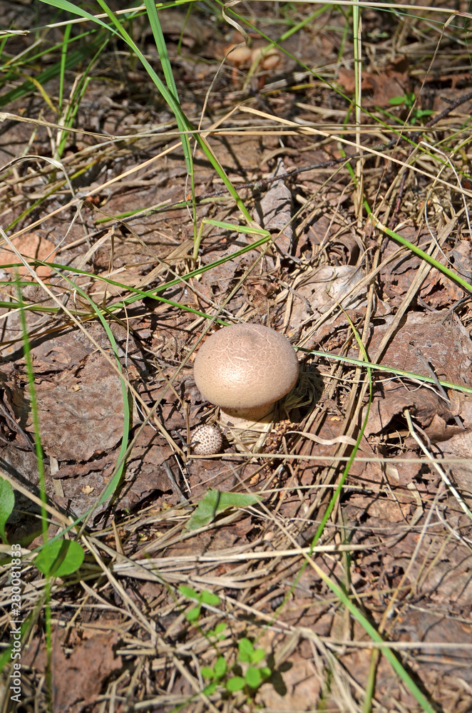 Lycoperdon mushroom. Inedible mushroom in the forest Lycoperdon mushroom. Inedible mushroom in the forest