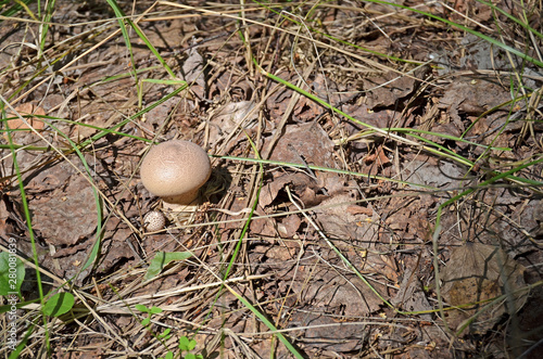 Lycoperdon mushroom. Inedible mushroom in the forest