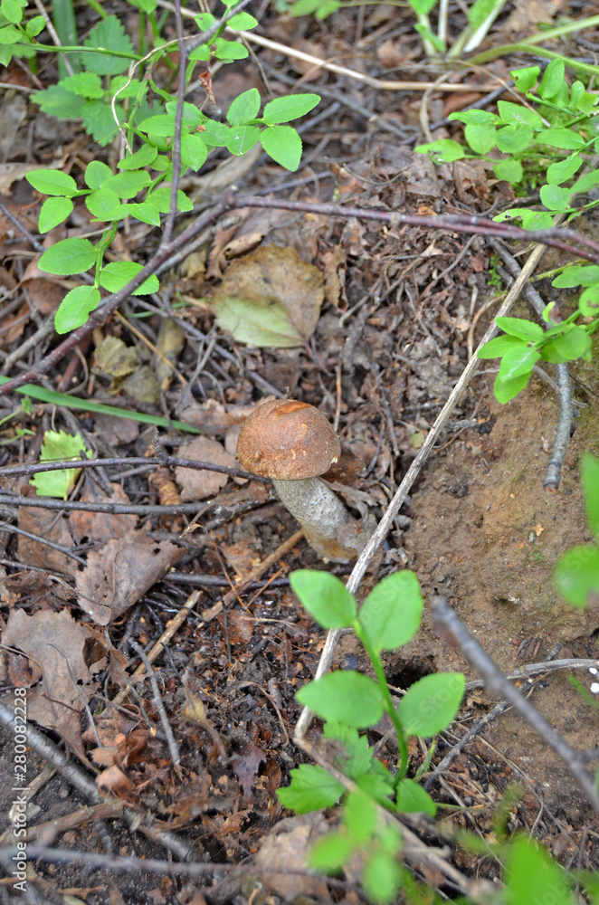 Boletus. Leccinum. Orange-cap boletus. Leccinum aurantiacum Boletus. Leccinum. Orange-cap boletus. Leccinum aurantiacum