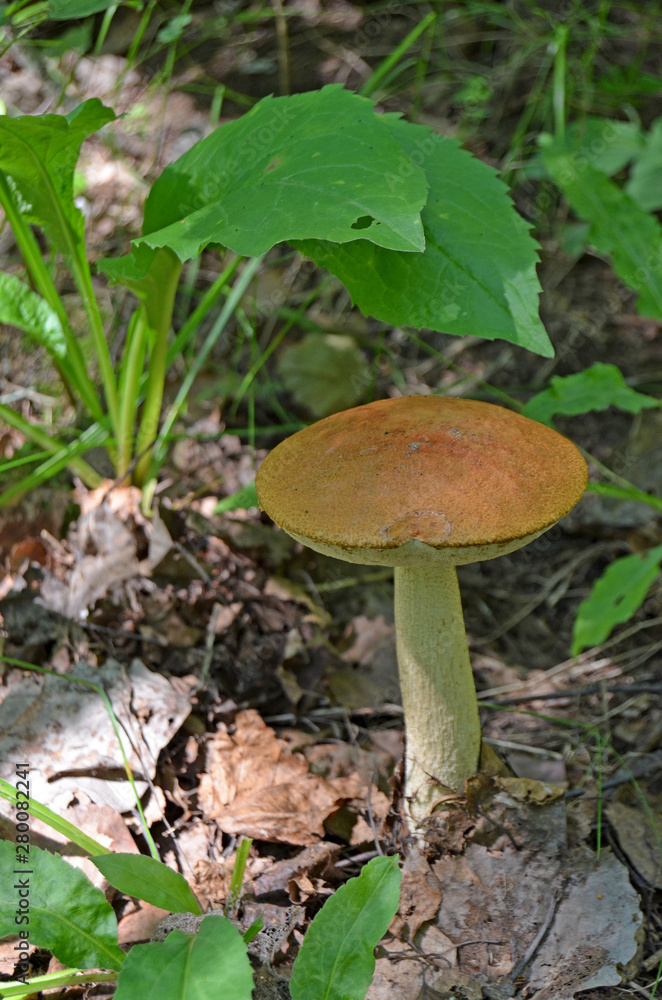 Boletus. Leccinum. Orange-cap boletus. Leccinum aurantiacum Boletus. Leccinum. Orange-cap boletus. Leccinum aurantiacum