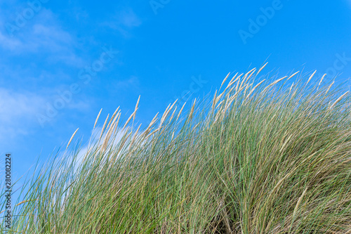 Gräser und Dünen in einer Dünenlandschaft mit blauem Himmel und weißen Wolken