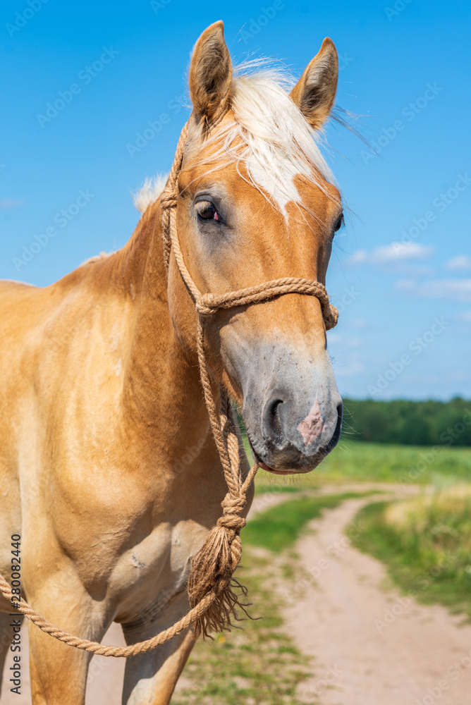 Portrait of a horse close up. Photographed on the ranch. Portrait of a horse close up. Photographed on the ranch.