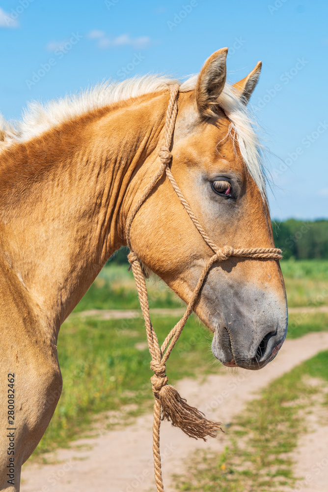 Portrait of a horse close up. Photographed on the ranch. Portrait of a horse close up. Photographed on the ranch.