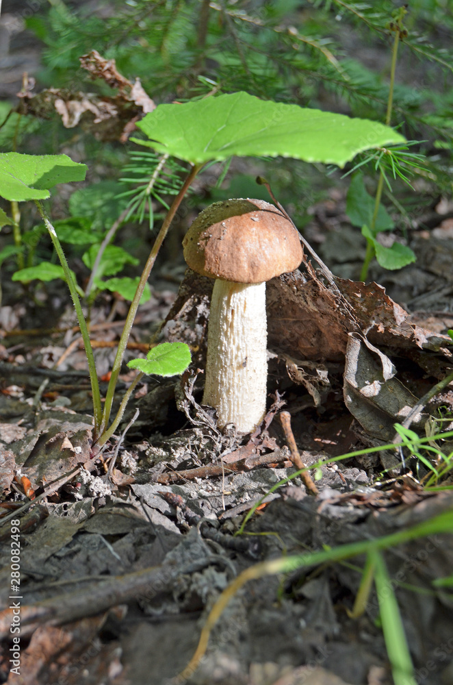 Boletus. Leccinum. Orange-cap boletus. Leccinum aurantiacum Boletus. Leccinum. Orange-cap boletus. Leccinum aurantiacum