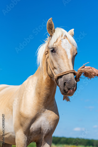 Portrait of a horse close up. Photographed on the ranch. © shymar27