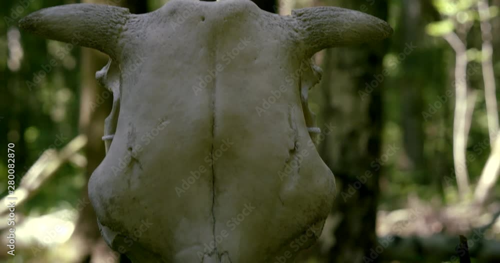 mysterious girl touches water buffalo head lying in forest mysterious girl touches water buffalo head lying in forest