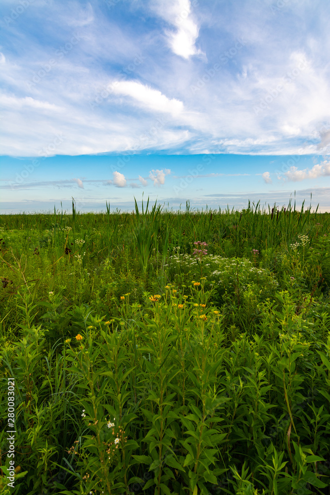 Obraz premium Summer vegetation