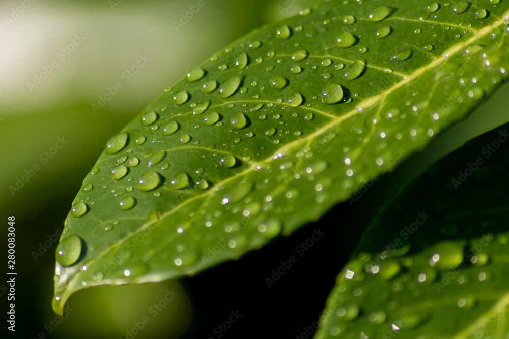 Erfrischender Sommerregen mit schönen Regentropfen auf einem grünen Blatt zeigt die Erfrischung und Abkühlung im Sommer und die Quelle des Lebens Erfrischender Sommerregen mit schönen Regentropfen auf einem grünen Blatt zeigt die Erfrischung und Abkühlung im Sommer und die Quelle des Lebens