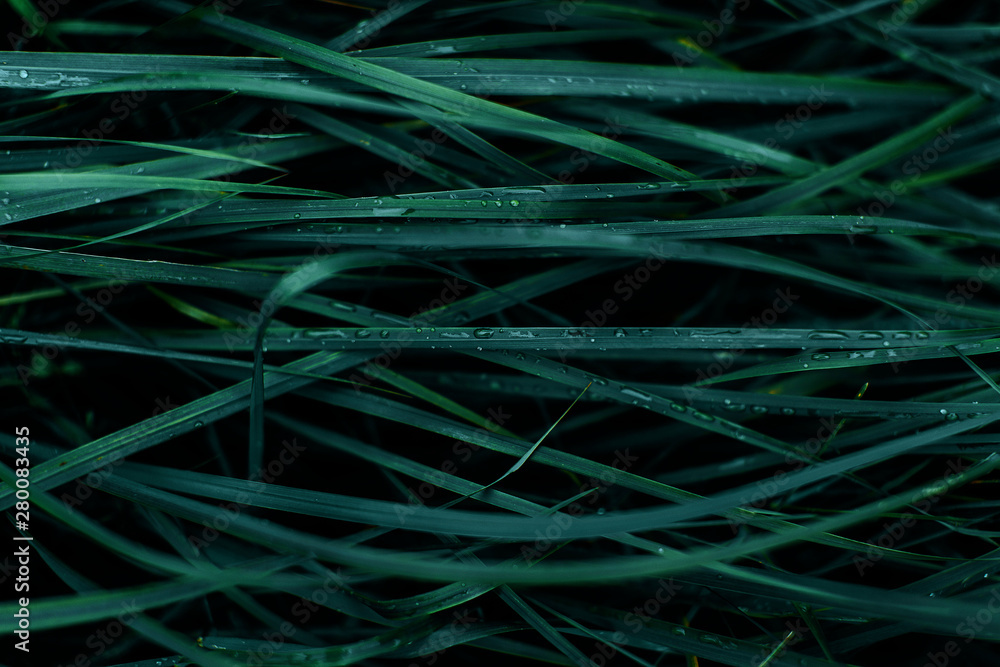 Leaves texture background close-up green color vertical rhythm Leaves texture background close-up green color vertical rhythm