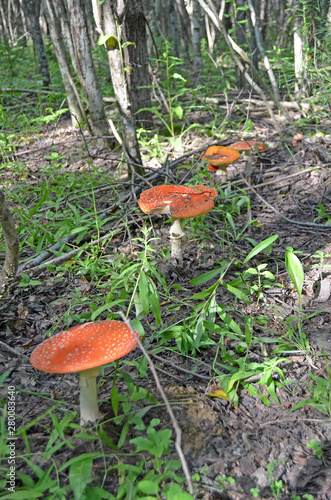 Amanita. Amanita muscaria. Poisonous mushroom