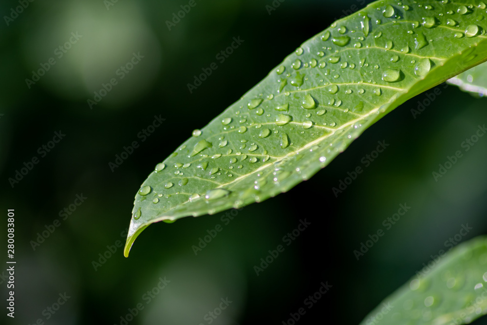 Erfrischender Sommerregen mit schönen Regentropfen auf einem grünen Blatt zeigt die Erfrischung und Abkühlung im Sommer und die Quelle des Lebens Erfrischender Sommerregen mit schönen Regentropfen auf einem grünen Blatt zeigt die Erfrischung und Abkühlung im Sommer und die Quelle des Lebens