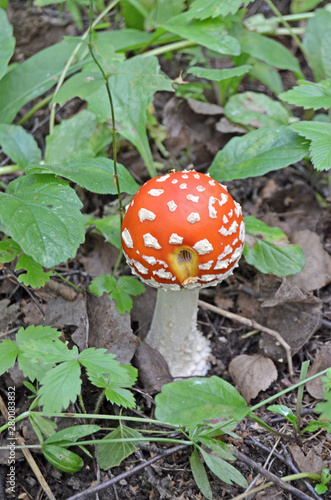 Amanita. Amanita muscaria. Poisonous mushroom