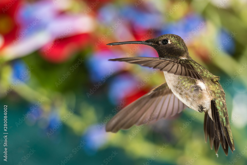 Fototapeta premium Black-Chinned Hummingbird Searching for Nectar in the Flower Garden