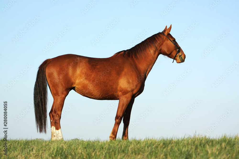 Obraz premium Chestnut warmlood horse standing in the field in the bridle. Minimalistic.
