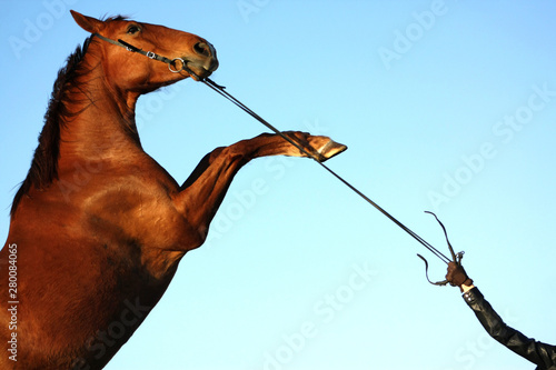 Chestnut horse in a bridle rearing while being held by a girl. Details of animal an a person.