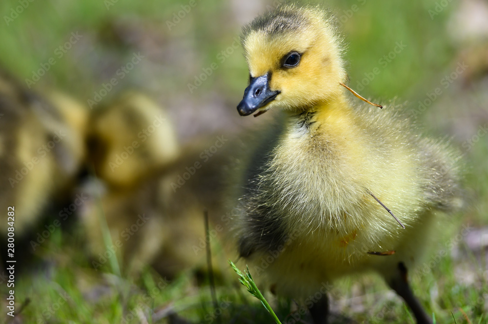 Obraz premium Newborn Gosling Exploring the Fascinating New World