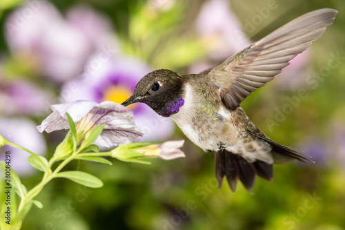 Black-Chinned Hummingbird Searching for Nectar Among the Violet Flowers photo