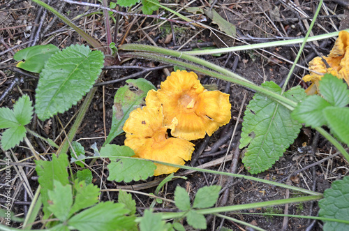 Cantharellus cibarius. Сhanterelles. Edible mushrooms. Tasty Chanterelles in the forest