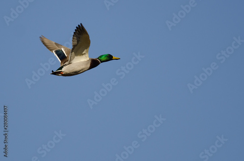 Mallard Duck Flying in a Blue Sky