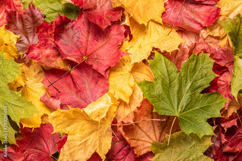Colourful maple leaves background