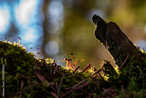 Stump with cobwebs, moss and needles photo