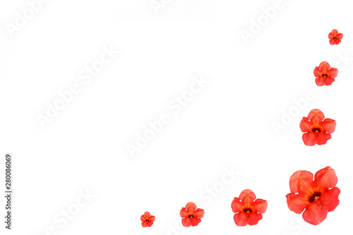 natural red orange nasturtium flowers with a petals on white background photo