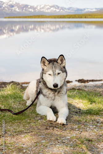 beutiful sibirian husky resting infront of a mountain and a lake