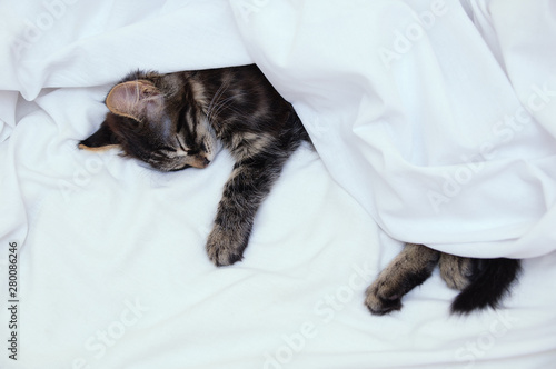 Little kitten sleeping under a white blanket on the bed. Close-up.