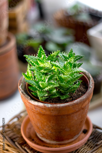 Beautiful aloe juvenna in a...