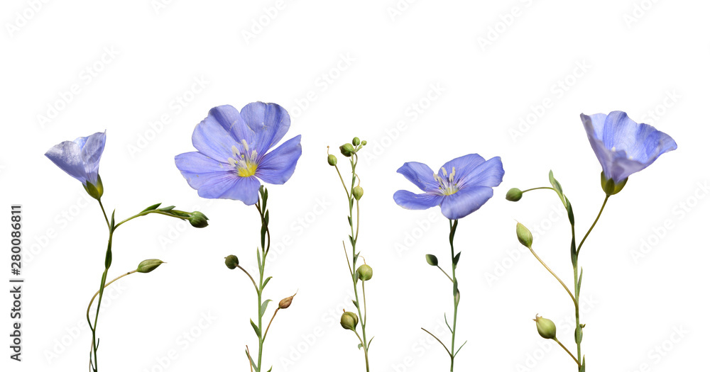 Flax flowers and seed capsules isolated on white background. Linum usitatissimum (common flax or linseed).  - obrazy, fototapety, plakaty 