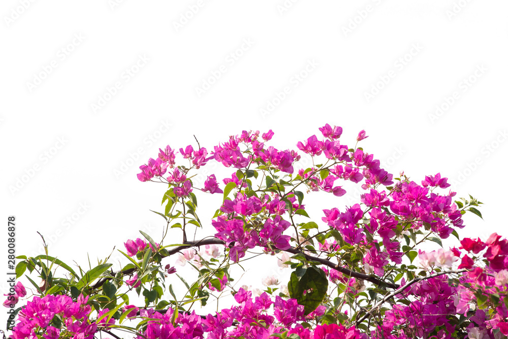 Bougainvilleas branch isolated on white background.Clipping path. Bougainvilleas branch isolated on white background.Clipping path.