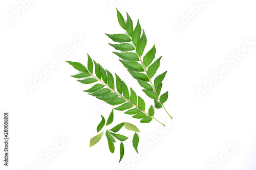 Curry Leaf isolated on white background