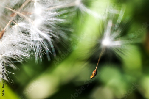 Dandelion seeds blowing in wind in summer field background. Change growth movement and direction concept. Inspirational natural floral spring or summer garden or park. Ecology nature landscape