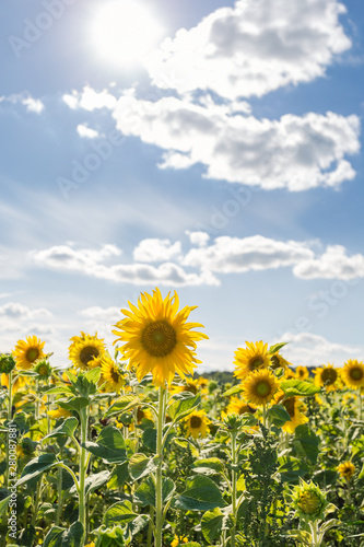 field of sunflowers against summer blue sky with clouds insweden