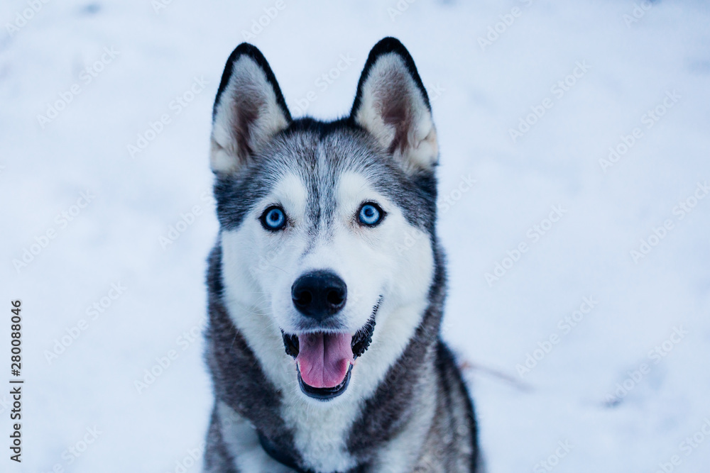 portrait of Husky outdoors in the snow