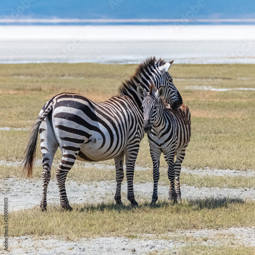      Two zebras standing in the Ngorongoro crater  the mother and its baby 