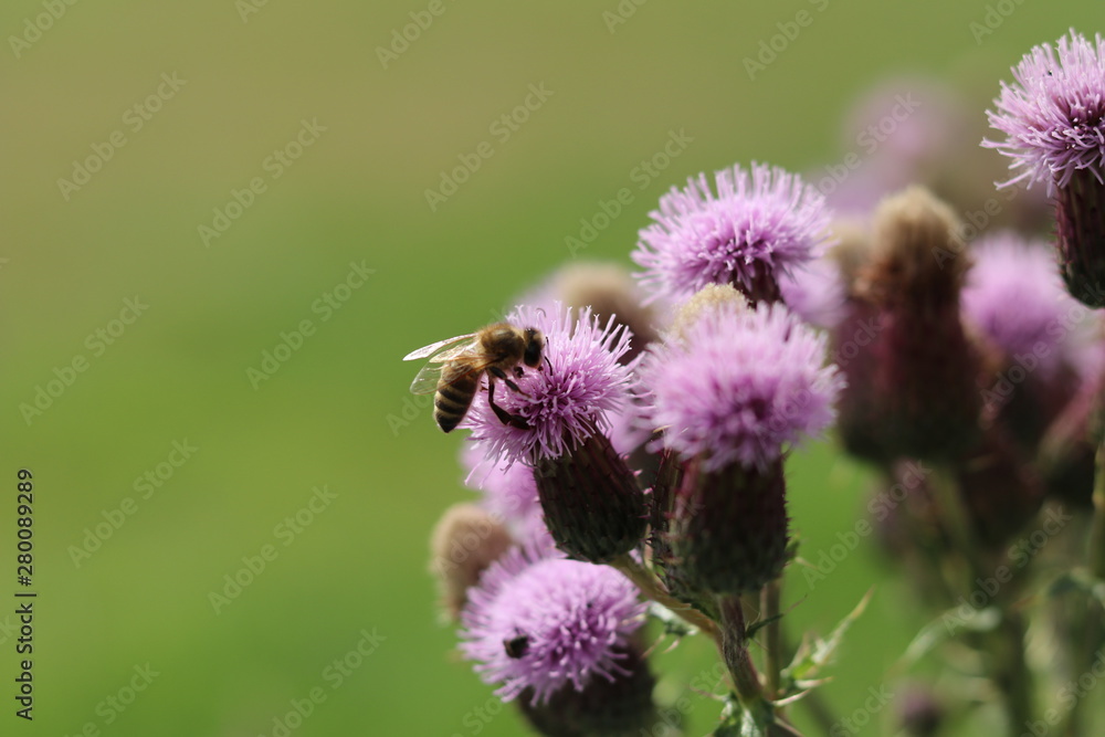 A bee lands on thistle A bee lands on thistle