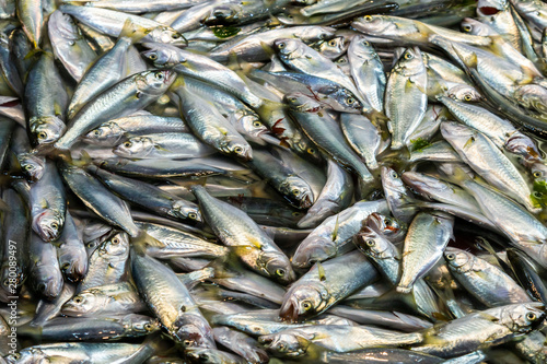 Fresh fishes sold in fish market