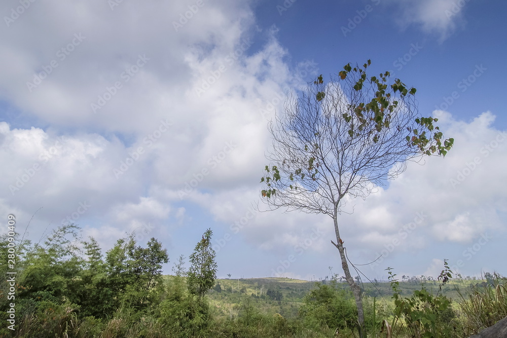 view of Pine Tree with green forest and cloudy sky background, trail way Phu Kradueng National Park, Loei, Thailand.